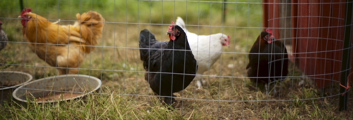 Hühner im Freien hinter Zaun